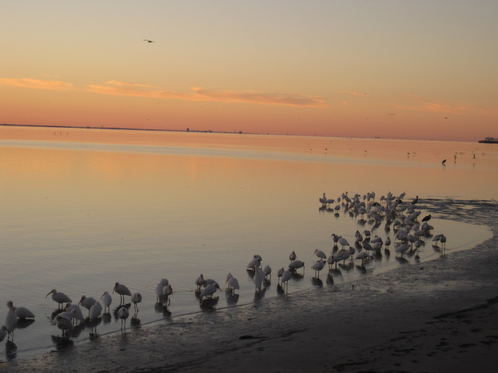 Birds.sunrise4240