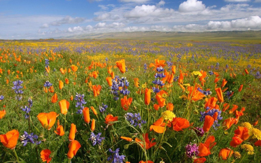 orange flower-meadow
