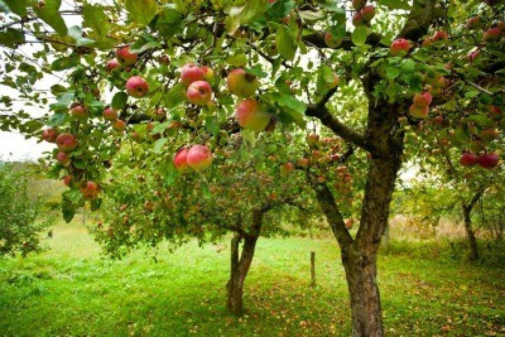 red-apples-orchard